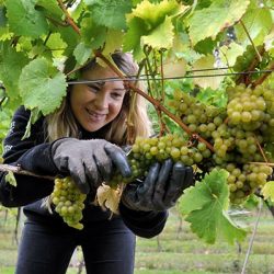 Student Harvesting the Grapes