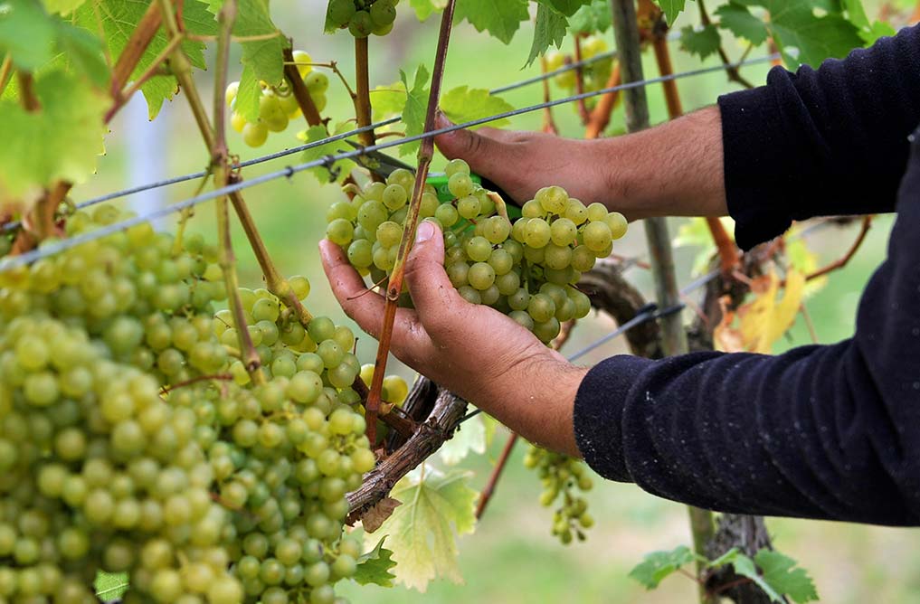 Grape Harvest