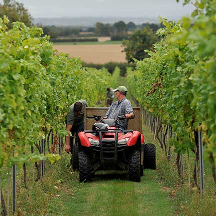 Grape Harvest