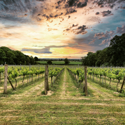 Vineyard at sunset